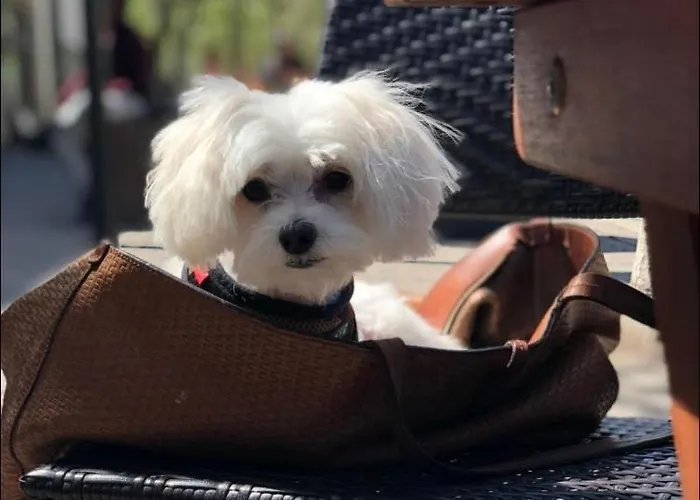 Daire White Sky 26 Hanza Tower Pool Jacuzzi Sauna *